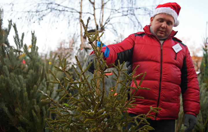 продавці різдвяних ялинок