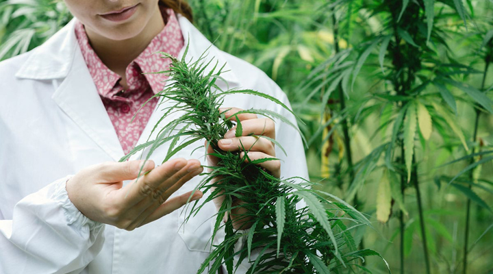 вакансії в індустрії поставок канабісу