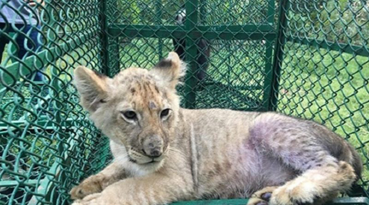 конфискация незаконно отловленных диких животных