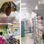 Японія: Щури в популярному супермаркеті. Мережа магазинів приносить свої вибачення Японія: Щури в популярному супермаркеті. Мережа магазинів приносить свої вибачення