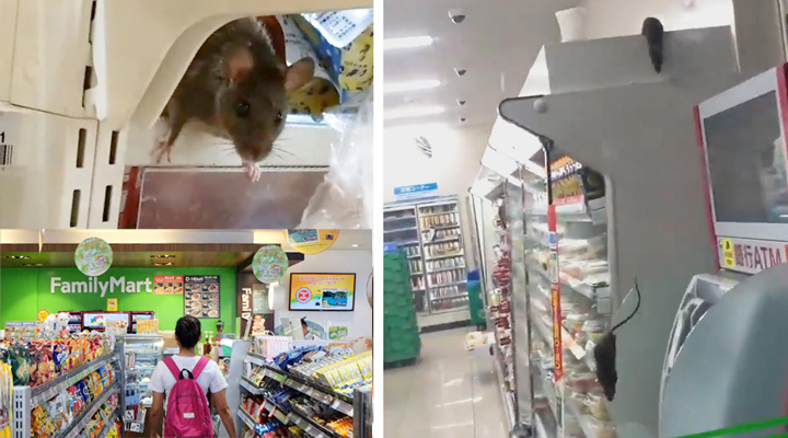 крысы бегают по супермаркету FamilyMart
