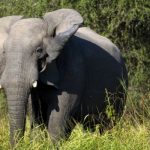 У них были клыки более ста слонов. Банда браконьеров задержана