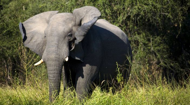 кількість слонів катастрофічно скорочується