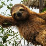 Туристам в Коста-Рике запретили приставать к животным Туристам в Коста-Рике запретили приставать к животным