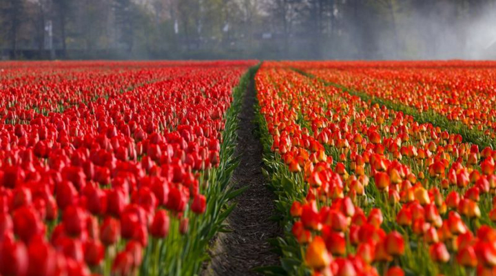 Тюльпаны - один из символов Нидерландов