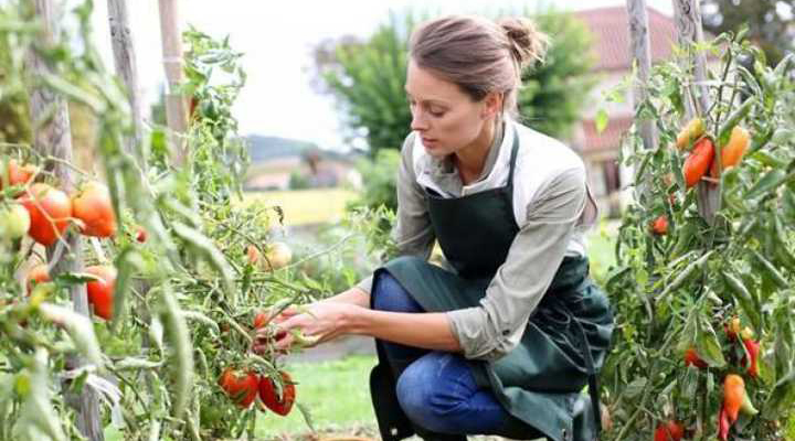 дефіцит робочої сили в сільському господарстві Великобританії