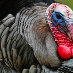 В Восточной Польше тысячи птиц убивают из-за птичьего гриппа В Восточной Польше тысячи птиц убивают из-за птичьего гриппа