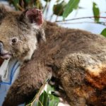 Через годы станет ясно, сколько видов растений и животных полностью исчезнут в Австралии Через годы станет ясно, сколько видов растений и животных полностью исчезнут в Австралии