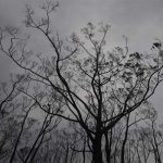 Пожежі в Австралії досягли столиці Пожежі в Австралії досягли столиці