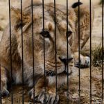 «Четыре лапы» спасут проблемных львов в суданском зоопарке