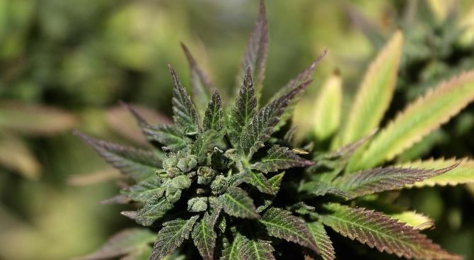 В Греции было изъято более тонны «сладкой травы»