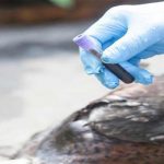 Пташиний грип: у Словаччині закрили зоопарк