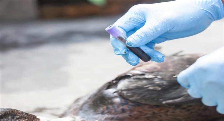 Птичий грипп: закрыли зоопарк в Словакии