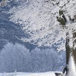 Если не будет снега, нарушится пищевая цепочка