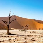 Феномен Эль-Ниньо виноват в сокращении биоразнообразия насекомых Феномен Эль-Ниньо виноват в сокращении биоразнообразия насекомых