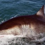 Таинственное скопление акул возле пляжей в США Таинственное скопление акул возле пляжей в США