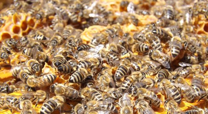 Оцепили квартал в Калифорнии из-за агрессивных пчел