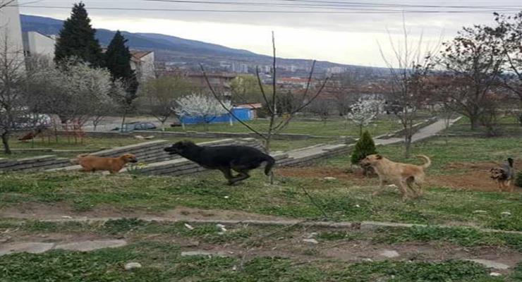В Южном Китае собак и кошек перестают есть из-за коронавируса