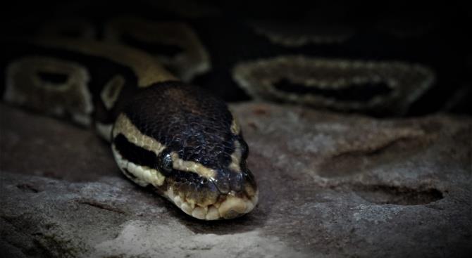 Семья не подозревала, что живет с более чем 150 змеями в своем доме
