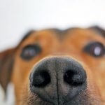 У Великобританії навчені собаки зможуть виявляти пацієнтів з коронавірусом У Великобританії навчені собаки зможуть виявляти пацієнтів з коронавірусом