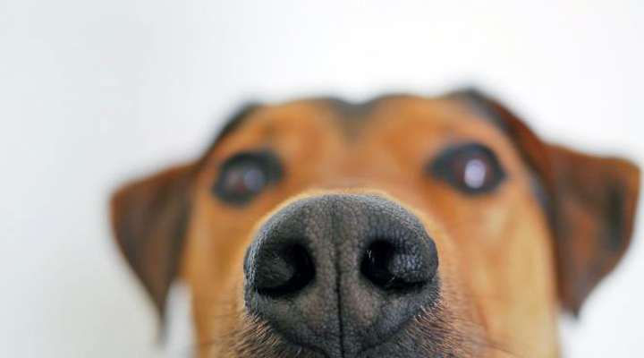 собаки будуть виявляти новий коронавірус у інфікованих пацієнтів