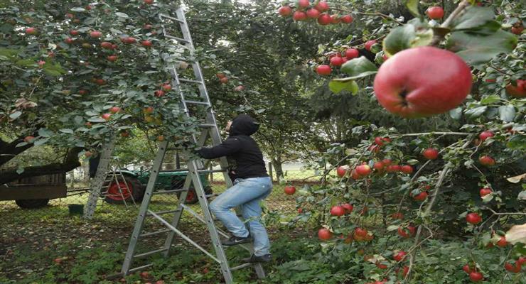 британские фермеры начали кампанию «Накорми нацию»