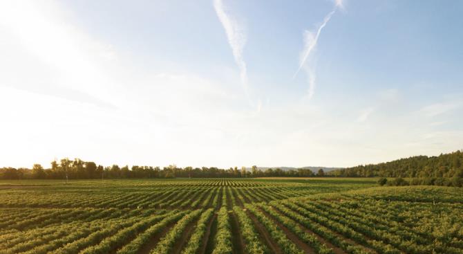 в с / г секторі потребують сезонних працівниках