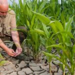 Катастрофическая засуха в Чехии - самая сильная за последние 500 лет Катастрофическая засуха в Чехии - самая сильная за последние 500 лет