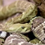 Мужчина использовал двух ядовитых змей, чтобы убить свою жену Мужчина использовал двух ядовитых змей, чтобы убить свою жену