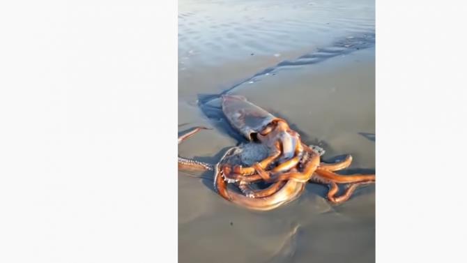 огромный кальмар был выброшен из моря