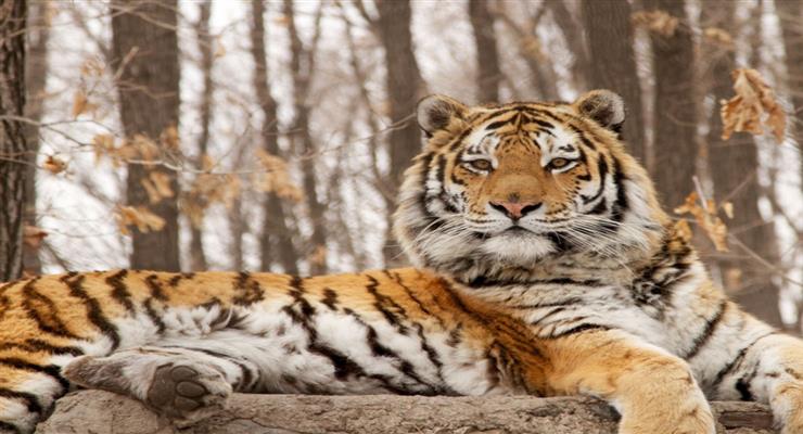 тигр убил охранника