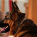 Собаки в немецкой армии почувствуют запах нового коронавируса Собаки в немецкой армии почувствуют запах нового коронавируса