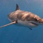 Акула вытащила 10-летнего мальчика с рыбацкой лодки в Австралии Акула вытащила 10-летнего мальчика с рыбацкой лодки в Австралии