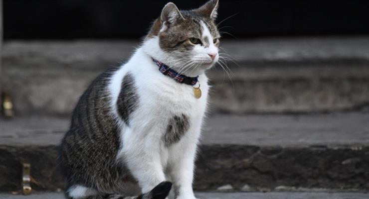 у кішок і собак виявлені антитіла коронавіруса