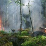 Португалия настороже из-за опасности лесных пожаров
