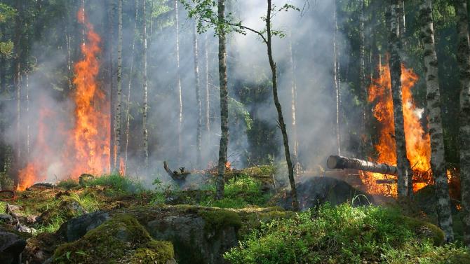 Португалия обеспокоена возможностью возникновения лесных пожаров