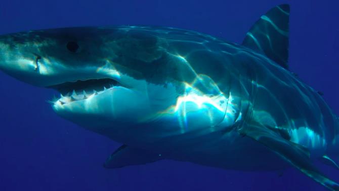 жертвой нападения акулы стала 63-летняя женщина
