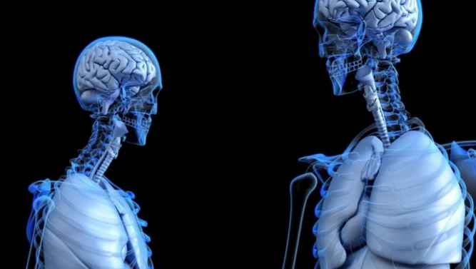 Органи людини забруднені мікропластіком