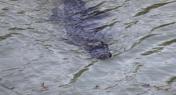 водолаза поранив крокодил