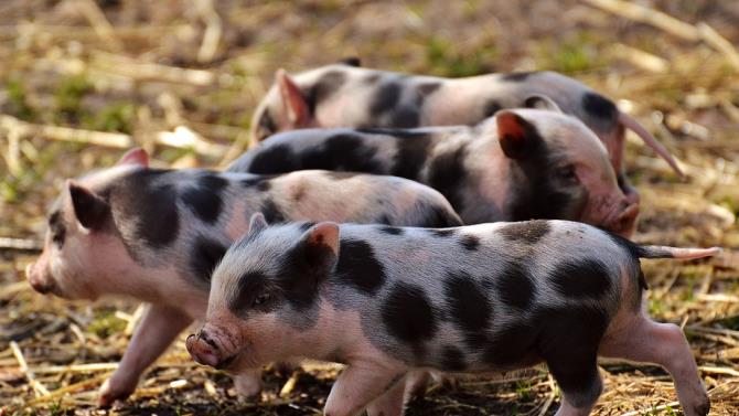 поширення вірусу африканської чуми у свиней