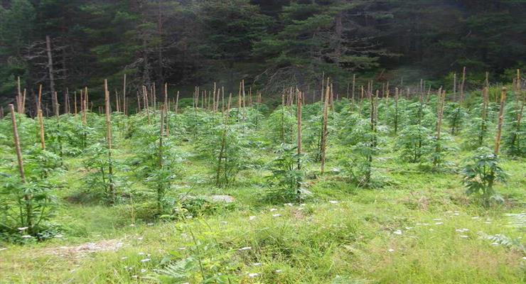 Франція дозволила перші експерименти з каннабісом