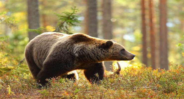 медведи убили сотрудника зоопарка