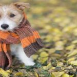 Доказано: собаки обнаруживают коронавирус быстрее, чем тесты ПЦР