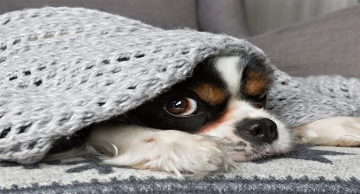 волонтери допомагає власникам собак і кішок, які знаходяться в лікарні