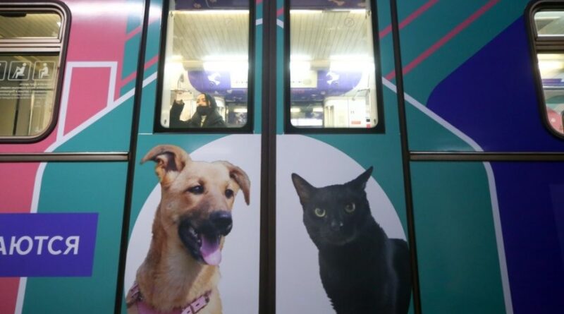 онлайн-платформа тематичного чудо-поїзда «Хвости і лапи»