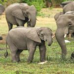 170 слонів, яким загрожує повільна смерть, будуть продані на аукціоні
