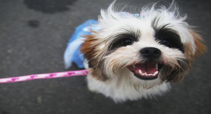 правила въезда домашних животных в ЕС