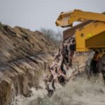 У Данії заборонили розведення норок на 1 рік У Данії заборонили розведення норок на 1 рік