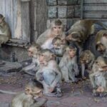 Обезьяны-мародеры на Бали крадут ценности с целью выкупа Обезьяны-мародеры на Бали крадут ценности с целью выкупа
