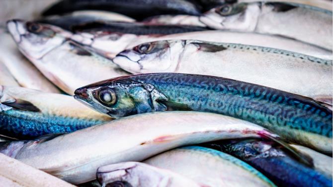 криза рибальської галузі